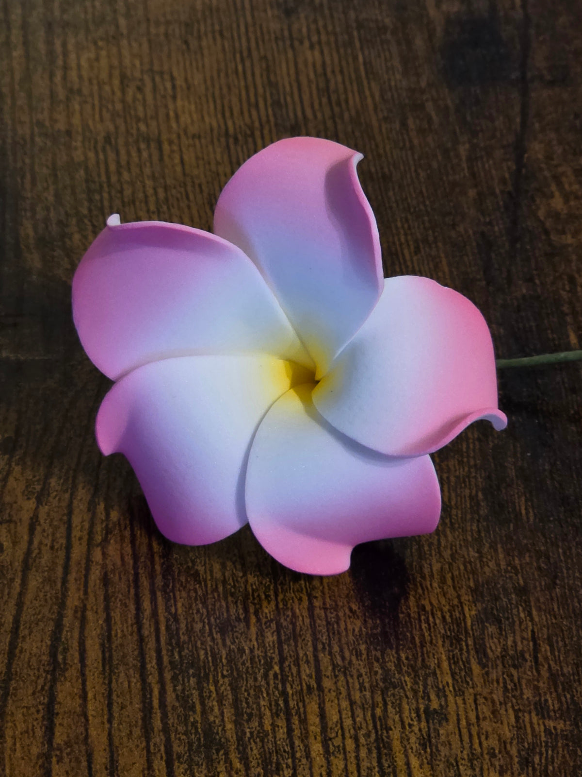 Plumeria Type CI - Stem / #7