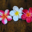 Plumeria Type BO - Stem / #1, #4, #8 (10 pcs each)
