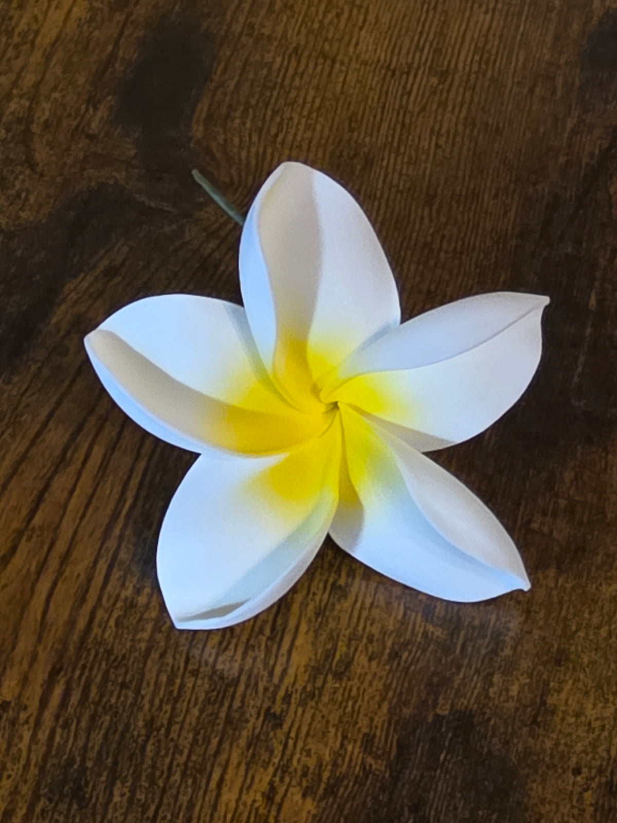 Plumeria Type JO - Stem / #1